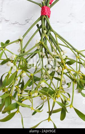 Viscum album. Mazzo di vischio appeso alla parete bianca in inverno. Regno Unito Foto Stock