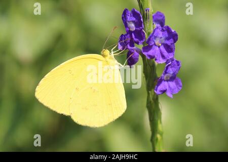 Comune giallo Erba Eurema hecabe Foto Stock