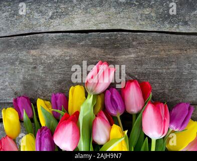 Tulipani colorati su una superficie di legno Foto Stock