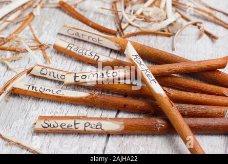 Cornus. Fatto in casa etichette impianto realizzato da sanguinello rametti. Regno Unito Foto Stock