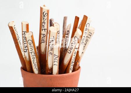 Cornus. Fatto in casa etichette impianto realizzato da sanguinello rametti. Regno Unito Foto Stock