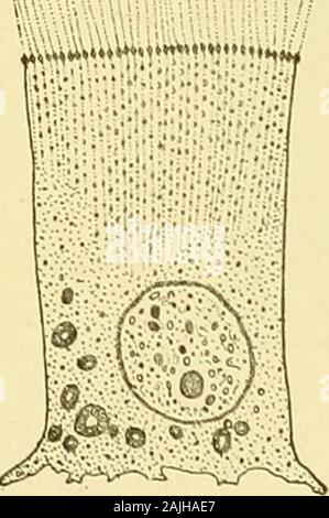 La cella in fase di sviluppo ed ereditarietà . IJ!!!|.T"i|,rr;;l|!7 ivw ^. B. mii .inu^7! Ho 11 ina^ " *"u ^ L UN CD Fig. 17. - Cellule ciliate, mostrando fibrillce citoplasmatica terminante in una zona di peripheralmicrosomes a cui le ciglia sono allegate. [Engelmann.] . /. Prom di epitelio intestinale di Anodoiita. D. dalla branchia di Anodonta. CD. Epi intestinale-thelium di Cyclas. zione con cui molti account esistenti di strutture cellulari sono ricevuti.La prova è tuttavia prepotentemente forte, come credo,che non solo i depositi fibrillari e formazioni alveolare, ma anche la micro-somes osservato nella cella-str Foto Stock