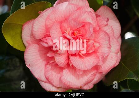 Fiore rosa di Camelia in un giardino durante il periodo invernale Foto Stock