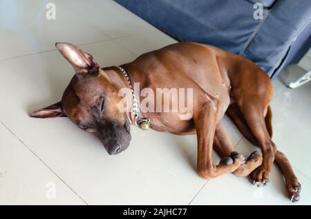 Thailandia Ridgeback cane di razza bruna giacente sul piano della casa. Foto Stock