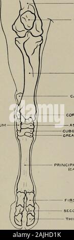 La modellazione; una guida per gli insegnanti e per gli studenti . Fig. 146.-Hind-gamba. Aspetto anteriore. Miologia. Allegati dei muscoli. Tricipiti cruris (origine) rectus femoris nasce dall'osso iliaco, vastus externus andvastus internus dal femore: (inserimento) rotula. Gluteo (o.) cresta sacrale,la tuberosità del ischio e stiramento del legamento tra quei punti: (i). fascia lata coveringvastus externus e aponeurosis della gamba. TiiUALis ANTICUS (o.) tibia : (i). ossa cuneiformi andinternal superficie di estremità superiore del principal metatarso. Ho Peroneus.ongus (o.) externaltuberosity della tibia : (i). e Foto Stock