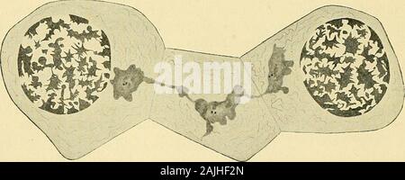 La cella in fase di sviluppo ed ereditarietà . Fig. 7 - Gli spermatogoni di la salamandra. [Meves.]Sopra, due celle che mostra grandi nuclei, con linin-thread e sparse cromatina-granuli; ineach cella un attrazione-sfera con due centrosomes. Di seguito, tre Gli spermatogoni contigui,mostrando cromatina-reticulum, centrosomes e sfere, e sfera-ponti. essere circondato; ma va ricordato che la parete cellulare in somecases deriva da una trasformazione diretta della sostanza protoplasmic,e che spesso si conserva il potere di crescita mediante intussusception likeliving importa. È deplorevole che alcuni Foto Stock