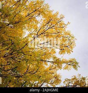 Un salice (Salix alba) in autunno con il giallo oro lascia contro un cielo luminoso. Foto Stock
