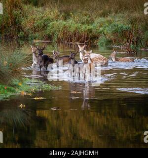 Un gruppo di giovani esemplari di daini (Dama Dama) nuotare in un fiume con riflessi autunnali nell'acqua. Foto Stock