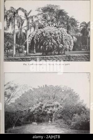 Relazione sulle risorse agricole e le funzionalità di Hawaii . ^ sulle porzioni inferiori di theislands. Il frutto non è spiacevole, ma difficile da gestire onaccount delle sue spine. Due tipi vengono riconosciuti, un cuscinetto whiteand altri fiori di colore rosso. Le foglie di quest'ultima sono mangiati da cattlefor l'acqua loro contengono. Canna indica^ shot indiano, è stato introdotto in corrispondenza di un inizio di giornata e hasnow diffondersi molto ampiamente per le isole. Due varietà si verificano,uno con rosso chiazzato e le altre con fiori gialli. Casa Doc. No. 368. Piastra, XVK. Fig. 2.-Banyan Tree - Ficus bengalensisj. Io ho Hous Foto Stock