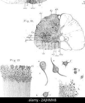 Contributi alla anatomia del sistema nervoso centrale in animali vertebrati . H,i Fic^ 16 •M % r . i.v a. Foto Stock