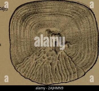 Catalogo di fossili di pesci nel British Museum di Storia Naturale) .. . Foto Stock