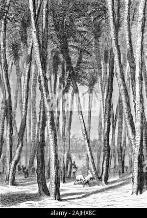 Piante: Una foresta di data o data Palm (Phoenix dactylifera), sulle rive del fiume Nilo. Una specie di piante da fiore in famiglia palm, Arecaceae, è coltivato per la sua dolce commestibili di frutta. Sebbene il suo esatto luogo di origine è incerta a causa della lunga coltivazione, probabilmente originato dal Mezzaluna Fertile regione a cavallo tra Egitto e della Mesopotamia. La specie è ampiamente coltivata in tutto il Nord Africa e il Medio Oriente, il Corno d Africa e Asia del Sud ed è naturalizzato in molte regioni tropicali e subtropicali di tutto il mondo. Foto Stock