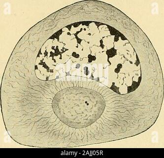 La cella in fase di sviluppo ed ereditarietà . Fig. 7 - Gli spermatogoni di la salamandra. [Meves.]Sopra, due celle che mostra grandi nuclei, con linin-thread e sparse cromatina-granuli; ineach cella un attrazione-sfera con due centrosomes. Di seguito, tre Gli spermatogoni contigui,mostrando cromatina-reticulum, centrosomes e sfere, e sfera-ponti. essere circondato; ma va ricordato che la parete cellulare in somecases deriva da una trasformazione diretta della sostanza protoplasmic,e che spesso si conserva il potere di crescita mediante intussusception likeliving importa. È deplorevole che alcuni Foto Stock