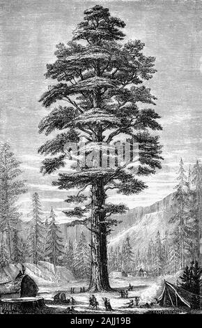 Piante: una sequoia gigante (Sequoiadendron giganteum) aka Sierra redwood, Sierran redwood, o Wellingtonia è l'unica specie in genere Sequoiadendron, e uno di tre specie di alberi di conifere noto come redwoods. Sequoia gigante esemplari sono tra i più alti alberi sulla terra, e l'uso comune del nome sequoia di solito si riferisce a Sequoiadendron giganteum, come illustrato, che si verifica naturalmente solo in uliveti situati sulle pendici occidentali delle Montagne della Sierra Nevada della California. Foto Stock