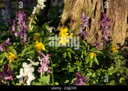 L'anemone giallo e il fumewort fioriscono sul pavimento forestale Foto Stock