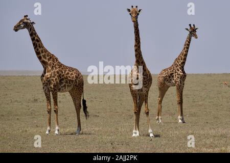 belle giraffe rilassante nella mara maasai Foto Stock