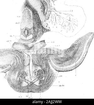 Contributi alla anatomia del sistema nervoso centrale in animali vertebrati . --{?(, Vi* una . ^^ ^B • &LT;o ch( a/.W *• ? TX? ^.^Tfi,. e *;.- j* )! ISv - f X A.t. cfcl Foto Stock
