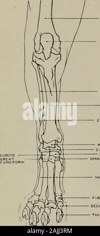 La modellazione; una guida per gli insegnanti e per gli studenti . Fig. 114.-Hind-gamba. Aspetto anteriore. Miologia. Allegati dei muscoli. Gracilis (origine) pube e superficie inferiore di ilium : (inserimento) tibia e aponeurosis 01lep;. Sartorut.s (o) iliaca anteriore della colonna vertebrale, e il bordo inferiore di ilium : (i). rotula e tibia.Rectus kemoris (tricipiti cruris) (o) osso iliaco : (i). rotula. Bicipite cruris (o.) la tuberosità Modeling 159 destra sinistra. r tMUR PATCLLA PERONE TIBIA CALCAGNO ASTRAGALO CALCANEU&GT;4 scafoide cuneiformi piccole metatarso prima falange PHALANXSECONP terza falange Fig. 115.-Hind-gamba. Come anteriore Foto Stock