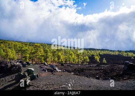 Spagna, Tenerife, verde di pini nella foresta chinyero natura paesaggio di nera lava i campi, un arido vista ma fruttuosa forest Foto Stock