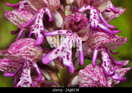 Lady / Monkey ibrido Orchid, Orchis porpora x simia, primo piano, raro, Hartslock Reserve, Goring, Oxfordshire, Regno Unito Foto Stock