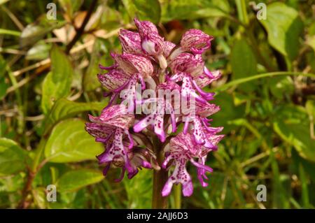 Lady/Monkey ibrido Orchid, Orchis porpora x simia, Rare, Hartslock Reserve, Goring, Oxfordshire, Regno Unito Foto Stock