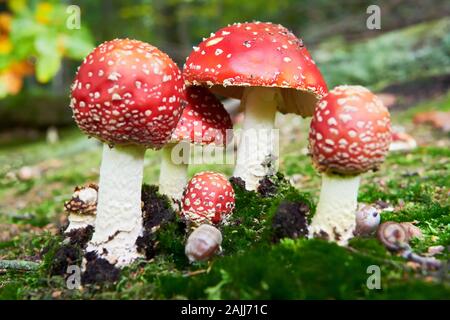 Un basso angolo di visione di un gruppo di colorati, velenosi fly agaric funghi in tedesco la foresta. Essi sono in crescita in autunno in luoghi di muschio. Foto Stock