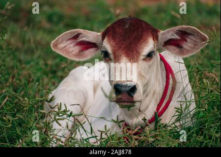 Mucca close up appesi in erba Foto Stock