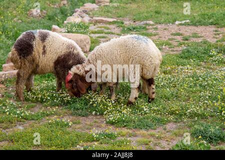 Pecore in un prato su erba verde nel villaggio vicino al Mardin, Turchia. Foto Stock