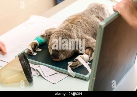 Un ferito Koala maschio di nome Blair essendo preparato per un X-ray mentre sotto anestetico al giardino zoologico dell'Australia Wildlife Hospital sulla Costa del Sole in Foto Stock