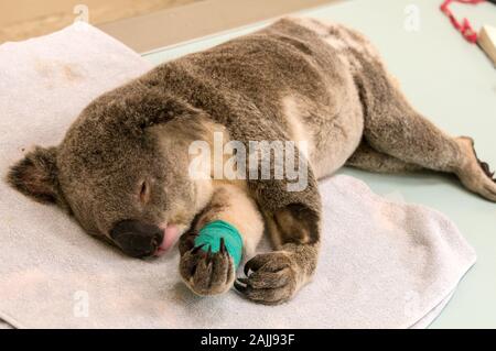 Un ferito Koala maschio di nome Blair essendo preparato per un X-ray mentre sotto anestetico al giardino zoologico dell'Australia Wildlife Hospital sulla Costa del Sole in Foto Stock