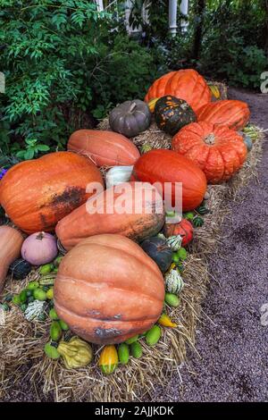Interno con zucche display del famoso palm house o serra presso il giardino imperiale di Schoenbrunn di Vienna - Austria. Vienna, Austria - PTOM Foto Stock