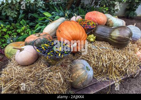 Interno con zucche display del famoso palm house o serra presso il giardino imperiale di Schoenbrunn di Vienna - Austria. Vienna, Austria - PTOM Foto Stock