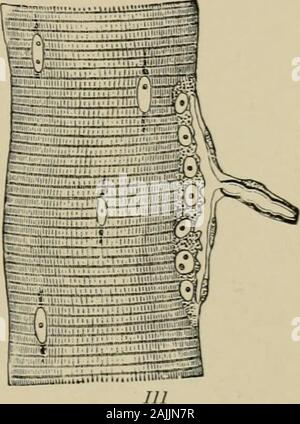 Fisiologia Generale; un contorno della scienza della vita . Fig. 285.- nervo-finali. V, cellule olfattive ; un, dalla rana, 5,dall'uomo. La snella, a forma di fuso le cellule sono le cellule olfattive ; per questi il nervo va ; le grandi cellule, ramificato al di sotto,sono supporto epiteliali-cellule. (Dopo Frey.) //, Xerve end-piastra da congiuntiva di acalf. (Dopo Schiefferdecker.) ///, estremità motore-piastra in cross-muscolo striato, visto dal lato.(da Lang.) genie cellule, ecc., sembra essere molto meno complicata; ma theserelations bisogno più attenta indagine. Solo attraverso il controllo centrale di tutti i Foto Stock