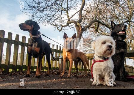 Quattro cani guardare con grande interesse, legata ad una recinzione Foto Stock