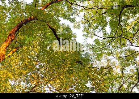 Vista dal basso su grandi rami di albero coperti in foglie verdi contro il cielo luminoso. Foto Stock
