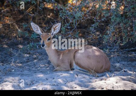 Duiker Comune, Sylvicapra Grimmia, Makgadikgadi Pans Parco Nazionale, Kalahari, Botswana. Conosciuto anche come Gray o Bush Duiker Foto Stock