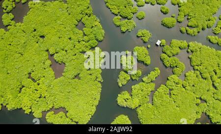 Mangrove Foreste verdi con i fiumi e i canali su un isola tropicale, antenna fuco. Paesaggio di mangrovie. Foto Stock