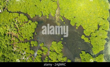 Mangrove Foreste verdi con i fiumi e i canali su un isola tropicale, antenna fuco. Paesaggio di mangrovie. Foto Stock