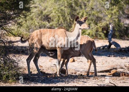 Femmina Grande Kudu, Tragelaphus strepsiceros, con giovane suzione, Makgadikgadi Pans Parco Nazionale, Kalahari, Botswana Foto Stock