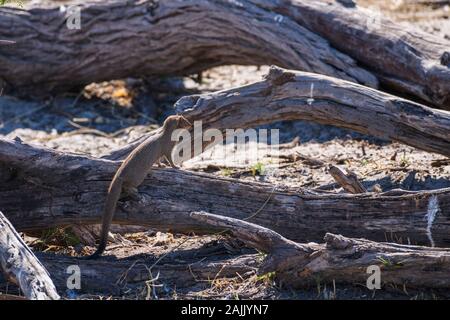 Slanciata Mongoose, Galerella Sancavia, Parco Nazionale Makgadikgadi Pans, Kalahari, Botswana. Conosciuta anche come Mongoose con punta nera o coda nera, anche Herpestes sanguineus Foto Stock