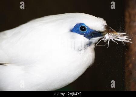 Una bali mynah mangiando un grillo. Foto Stock