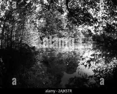 Conroe, TX USA - 11/15/2019 - caduta di alberi colorati dal lago a 3 in B&W Foto Stock