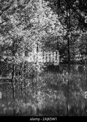 Conroe, TX USA - 11/15/2019 - caduta di alberi colorati dal lago 5 in B&W Foto Stock