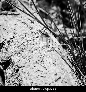 I boschi, TX USA - 04-02-2019 - Lizard in un log nei boschi in B&W Foto Stock