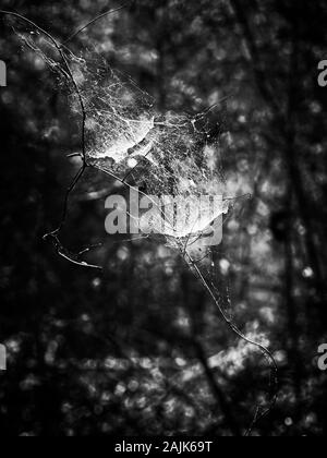 I boschi, TX USA - 04-02-2019 - Spider Web nella foresta in B&W Foto Stock