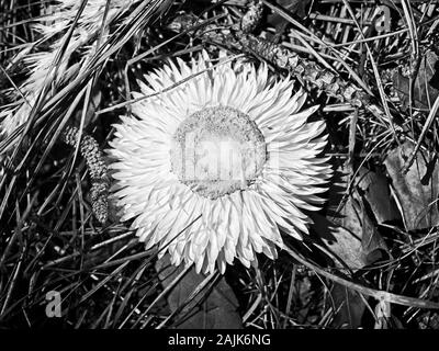 I boschi, TX USA - 04-02-2019 - fiore bianco nel suolo della foresta in B&W Foto Stock