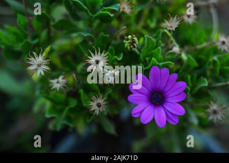 Immagini incredibili di fiore violaceo Foto Stock