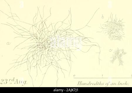 La raccolta di carte di Giuseppe Baron Lister . Vmo en 13r o oKs D fl.v & S o&GT;iL* piastra IX. In/ Uriney, Giass N?l 4ju)ru2&lt;iJ.ecL 2I"Aja^.. HunJr-edths di arv frhrhy. f Foto Stock