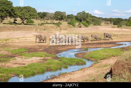 Un branco di elefanti a piedi lungo il letto asciutto del fiume del fiume Tarangire in Tanzania Foto Stock