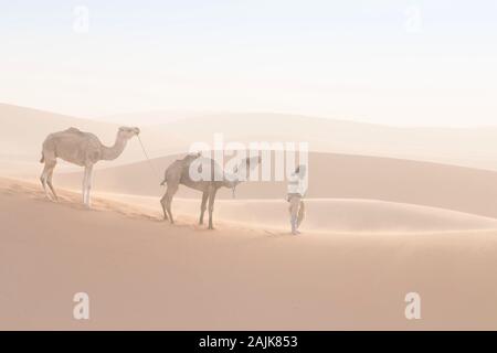 Bedouin e cammelli sul modo attraverso il deserto sabbioso. Il Nomad conduce una carovana di cammello nel deserto del Sahara durante una tempesta di sabbia, Marocco, Africa silhouette uomo Foto Stock